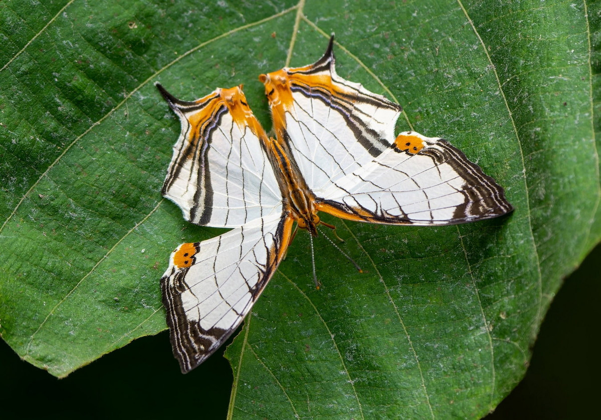 Bướm bản đồ cánh thẳng (Cyrestis nivea). Ảnh: Bali Wildlife.