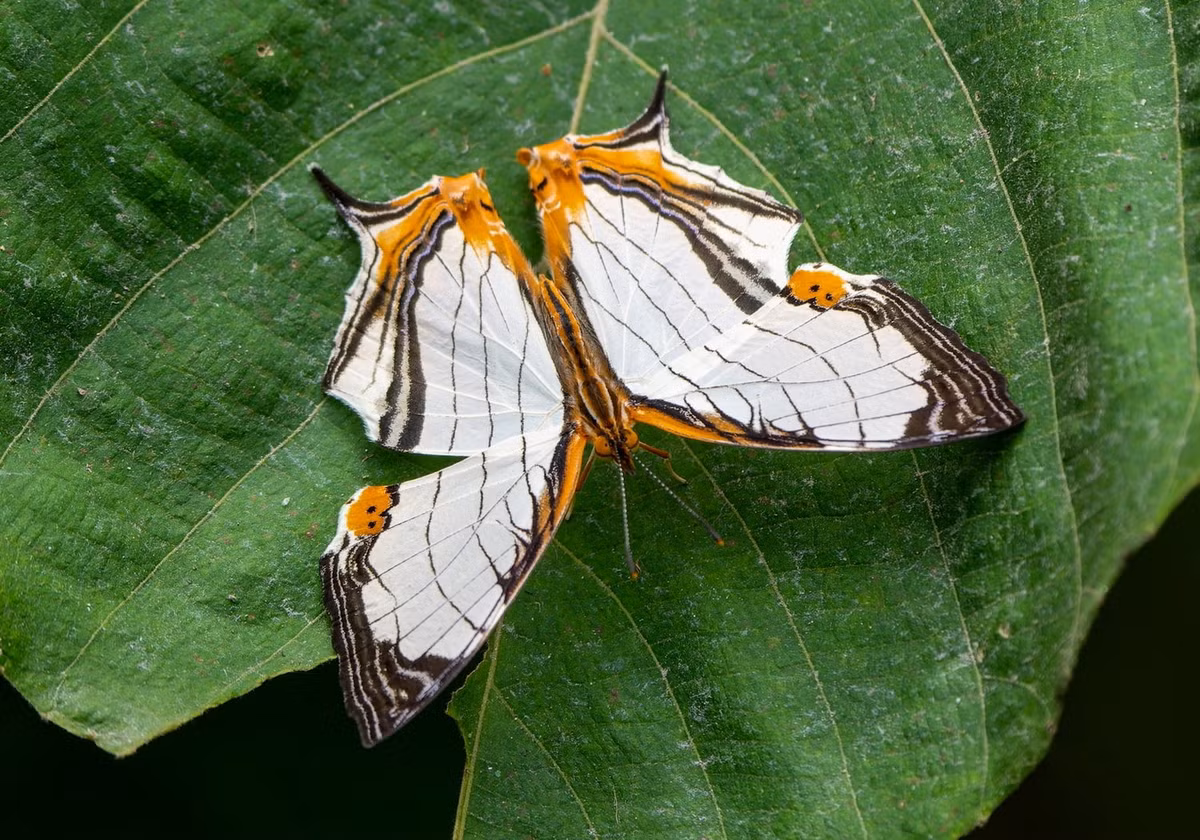 Bướm bản đồ cánh thẳng (Cyrestis nivea). Ảnh: Bali Wildlife.
