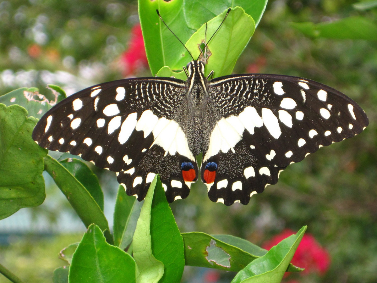 Bướm phượng cam (Papilio demoleus). Ảnh: Butterflies and Moth.