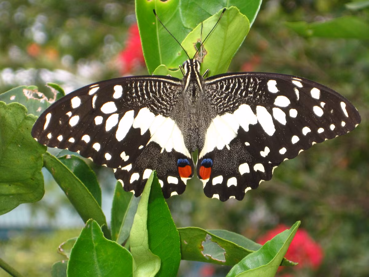 Bướm phượng cam (Papilio demoleus). Ảnh: Butterflies and Moth.