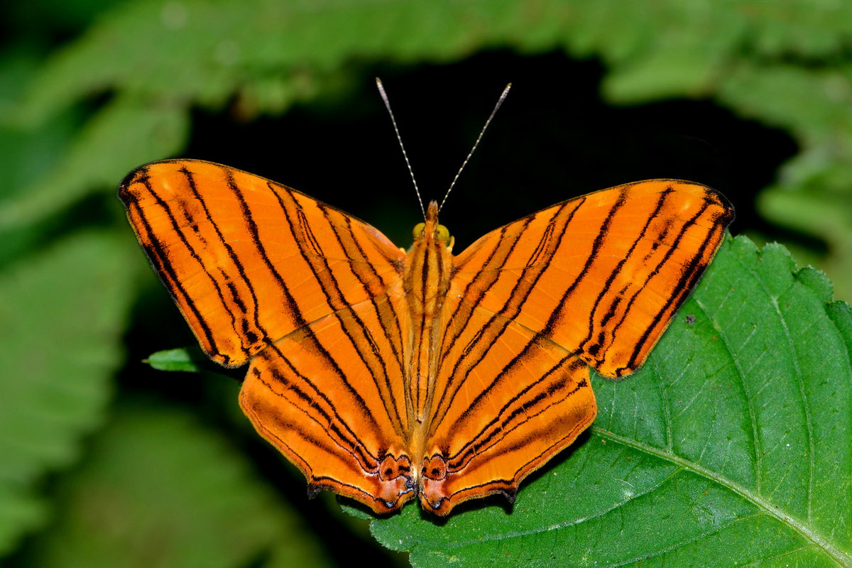 Bướm bản đồ nhỏ nâu cam đỏ (Chersonesia risa). Ảnh: Wikipedia.