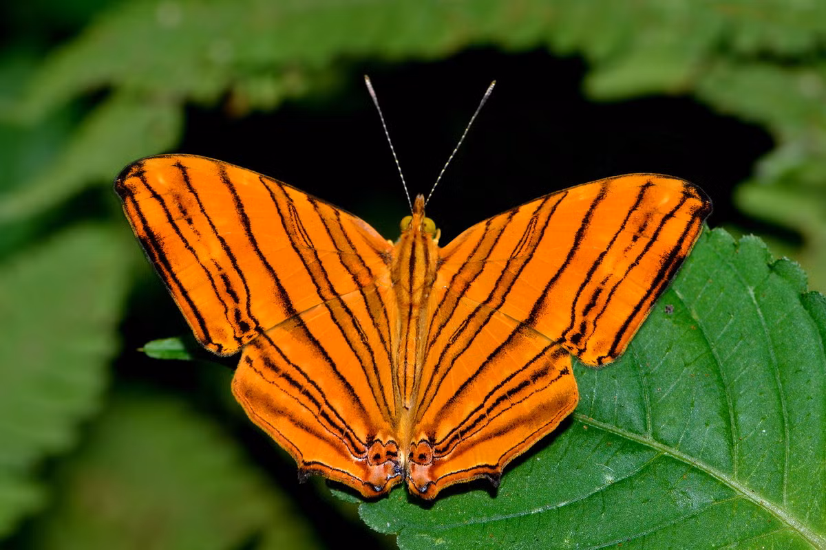 Bướm bản đồ nhỏ nâu cam đỏ (Chersonesia risa). Ảnh: Wikipedia.