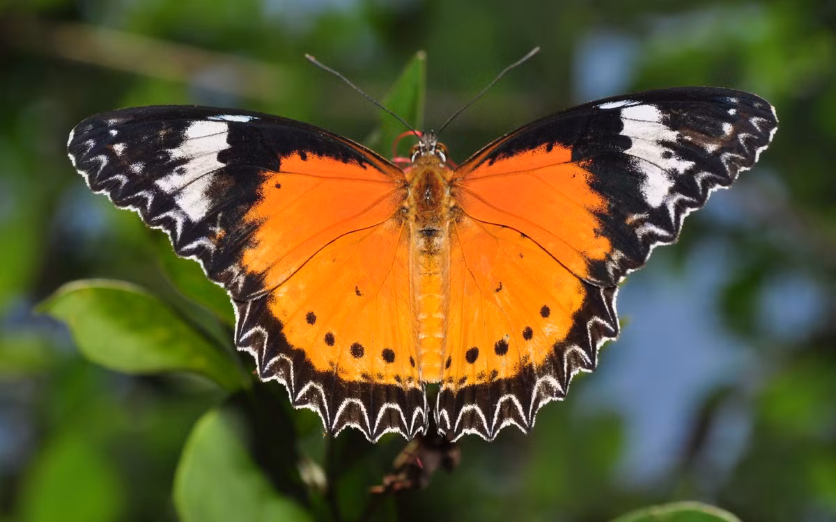 Bướm báo hoa vàng (Cethosia cyane). Ảnh: Wikipedia.