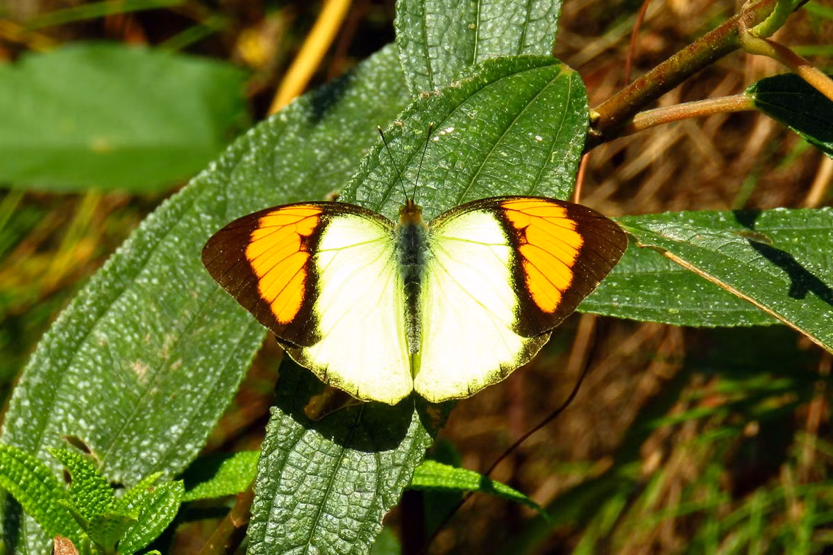 Bướm phấn vàng cam (Ixias pyrene). Ảnh: Wikipedia.