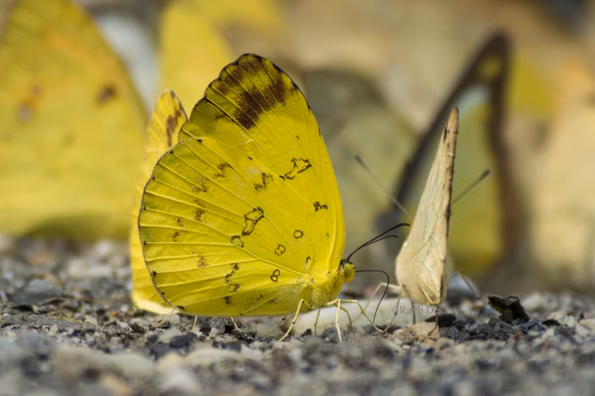Bướm cánh vàng đa hình (Eurema simulatrix). Ảnh: iNaturalist.