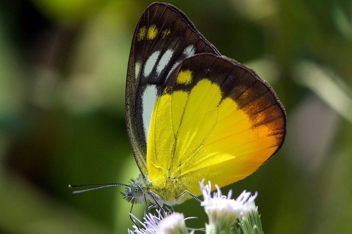 Bướm mòng cánh vàng (Cepora iudith). Ảnh: Peter Prokosch.