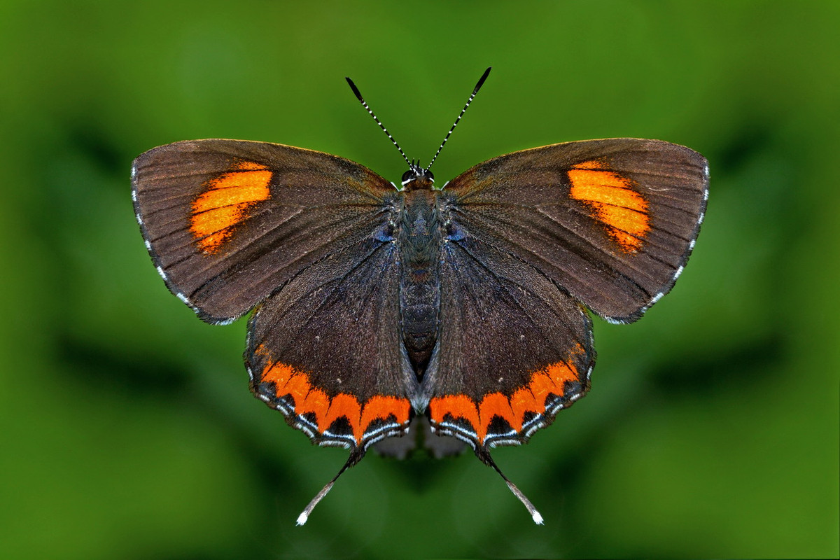 Bướm tím saphia (Heliophorus epicles). Ảnh: Wikipedia.