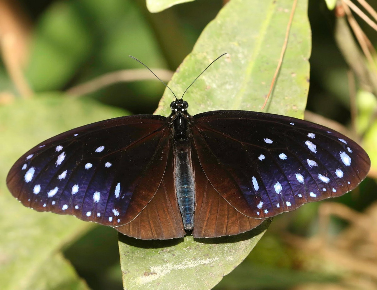 Bướm đốm xanh lớn (Euploea mulciber). Ảnh: Butterflies of Vietnam.