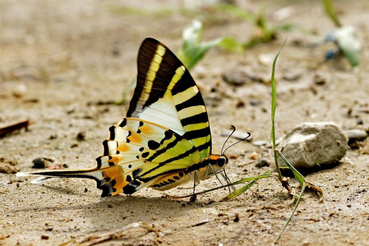 Bướm cánh phượng kiếm (Graphium antiphates). Ảnh: Wikipedia.
