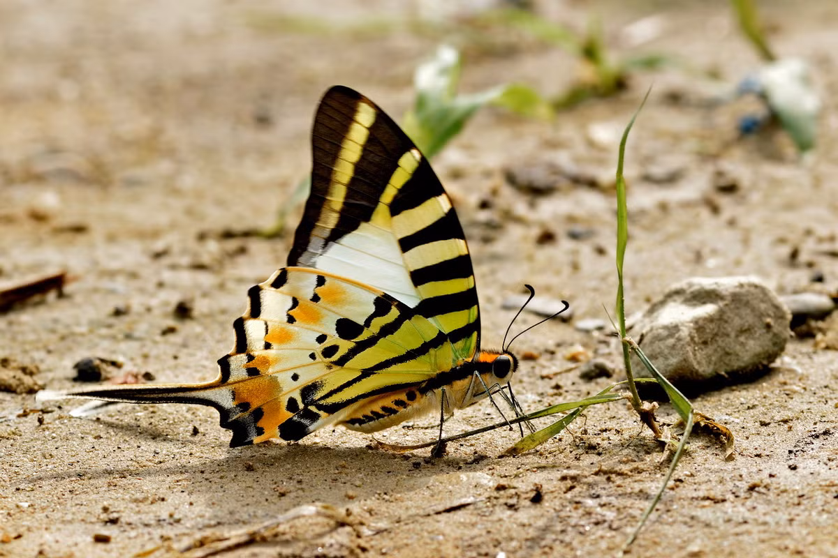 Bướm cánh phượng kiếm (Graphium antiphates). Ảnh: Wikipedia.