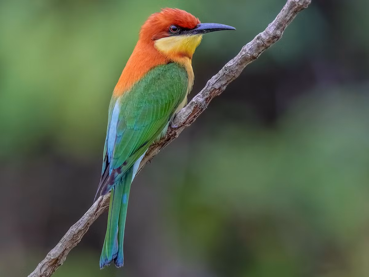 Trảu họng vàng (Merops leschenaulti) dài 21-23 cm, là loài định cư tương đối hiếm tại Tây Bắc, Trung Trung Bộ, tương đối phổ biến tại Nam Trung Bộ và Nam Bộ (dễ quan sát tại VQG Cát Tiên, Chưng Yang Sin, Bidoup Núi Bà, Phú Quốc).