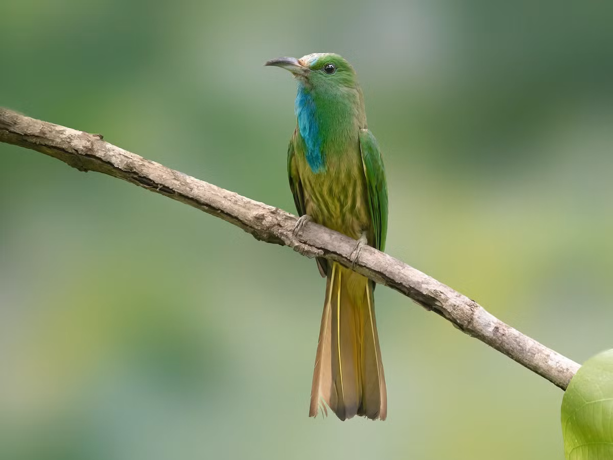 Sinh cảnh của loài chim Trảu này là rừng lá rộng thường xanh, bán thường xanh, rừng hỗn giao với rừng khộp, đầm lầy nước ngọt, phân bố lên đến độ cao 2.200 mét (thường ghi nhận dưới tán rừng).