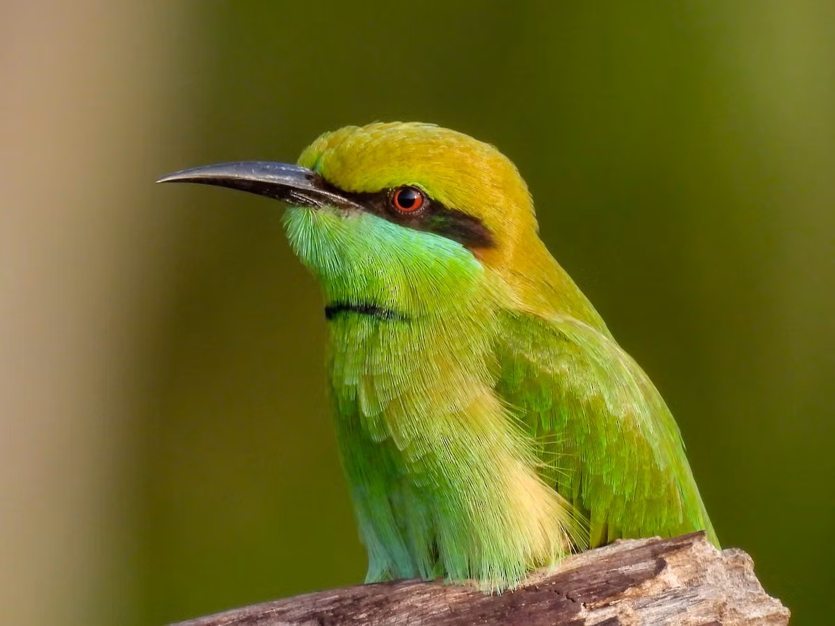 Loài chim này sống ở sinh cảnh bán sa mạc, các khu vực trống trải gần khu dân cư, canh tác, gần bãi biển, đụn cát, phân bố đến độ cao 1.600 mét.