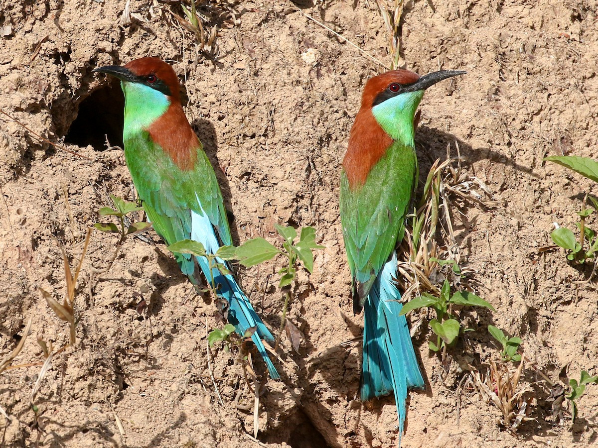 Loài chim này sống ở rừng trồng, vườn, công viên, khu vực nhiều cây tại các đô thị, khu vực có cây cối dọc các sông lớn, thỉnh thoảng ghi nhận tại rừng ngập mặn, phân bố lên đến độ cao 800 mét (thường ghi nhận di chuyển theo đàn).