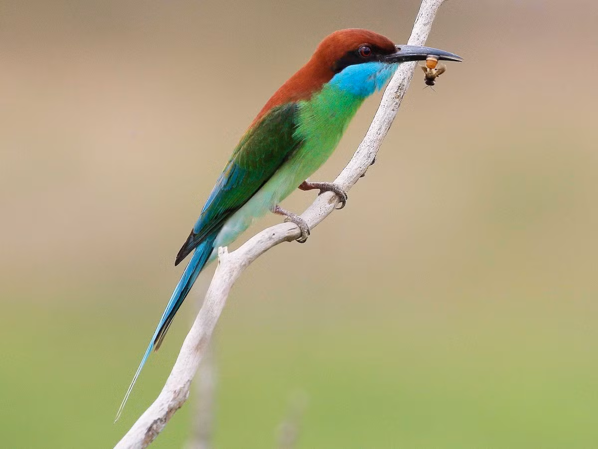 Trảu họng xanh (Merops viridis) dài 22-24 cm, là loài định cư không phổ biến tại Nam Trung Bộ và Nam Bộ (ven biển), di cư sinh sản tại Bắc và Trung Trung Bộ, di cư qua Đông Bắc, Trung Trung Bộ và Nam Bộ.