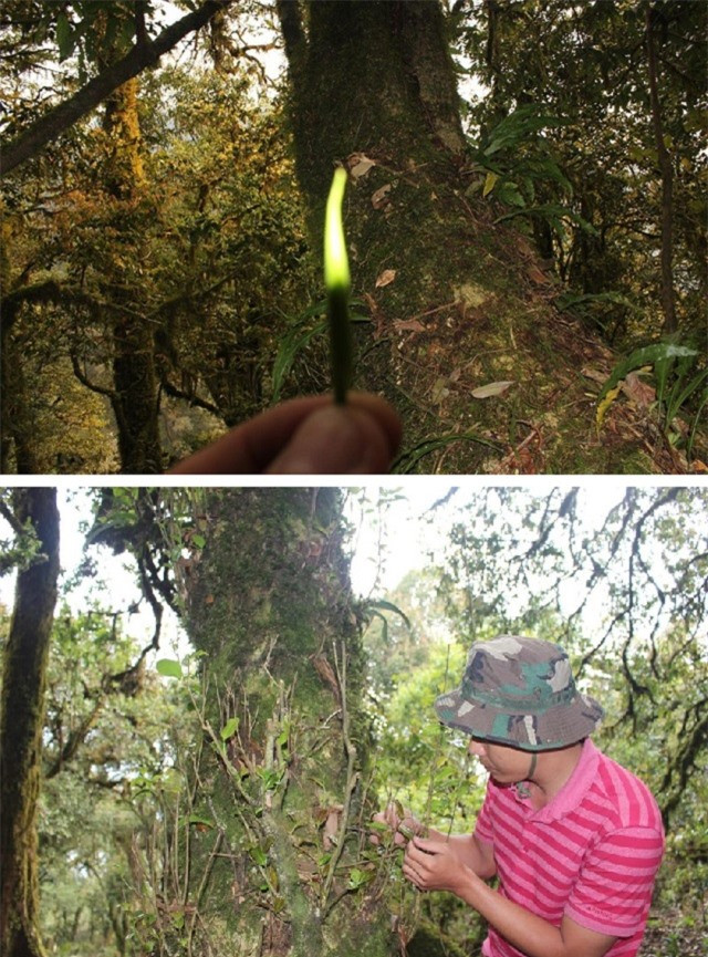 Cay che co thu ngan nam san sinh loai tra dat nhat Viet Nam