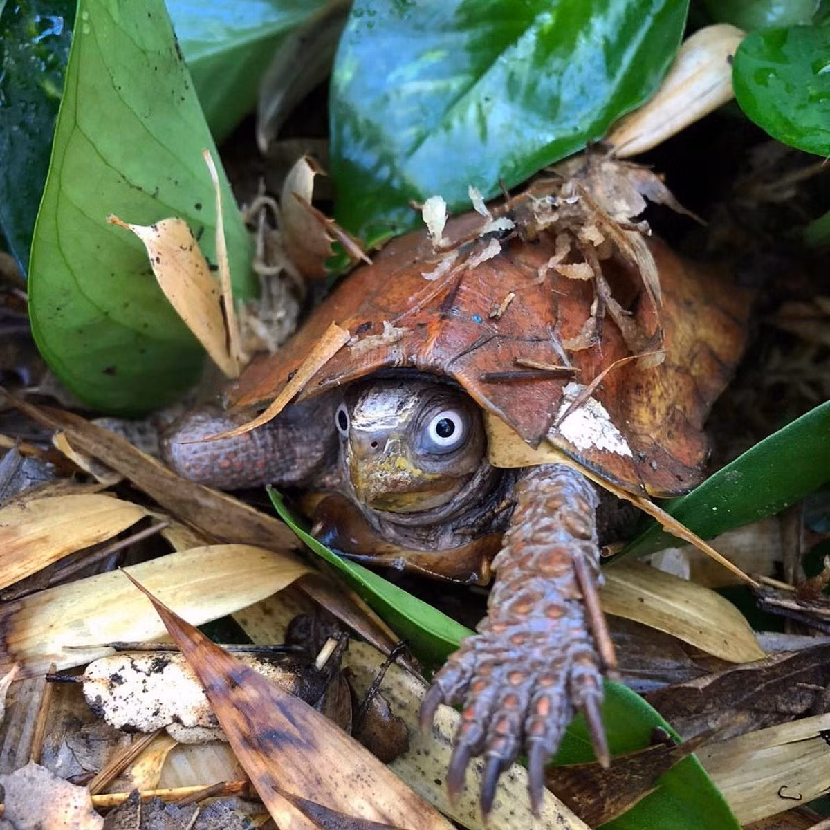 Thức ăn chủ yếu của chúng là động vật nhỏ như ốc sên, giun đất và các động vật không xương sống khác ở trong rừng. Ảnh: Turtle Conservancy.