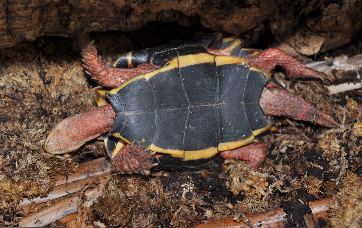 Mai rùa có màu nâu vàng, yếm màu đen với hai dải vàng ở hai bên, các chi và đuôi được bao phủ bởi vảy màu nâu đỏ, trên đầu có hai vạch trắng. Ảnh: BioLib.