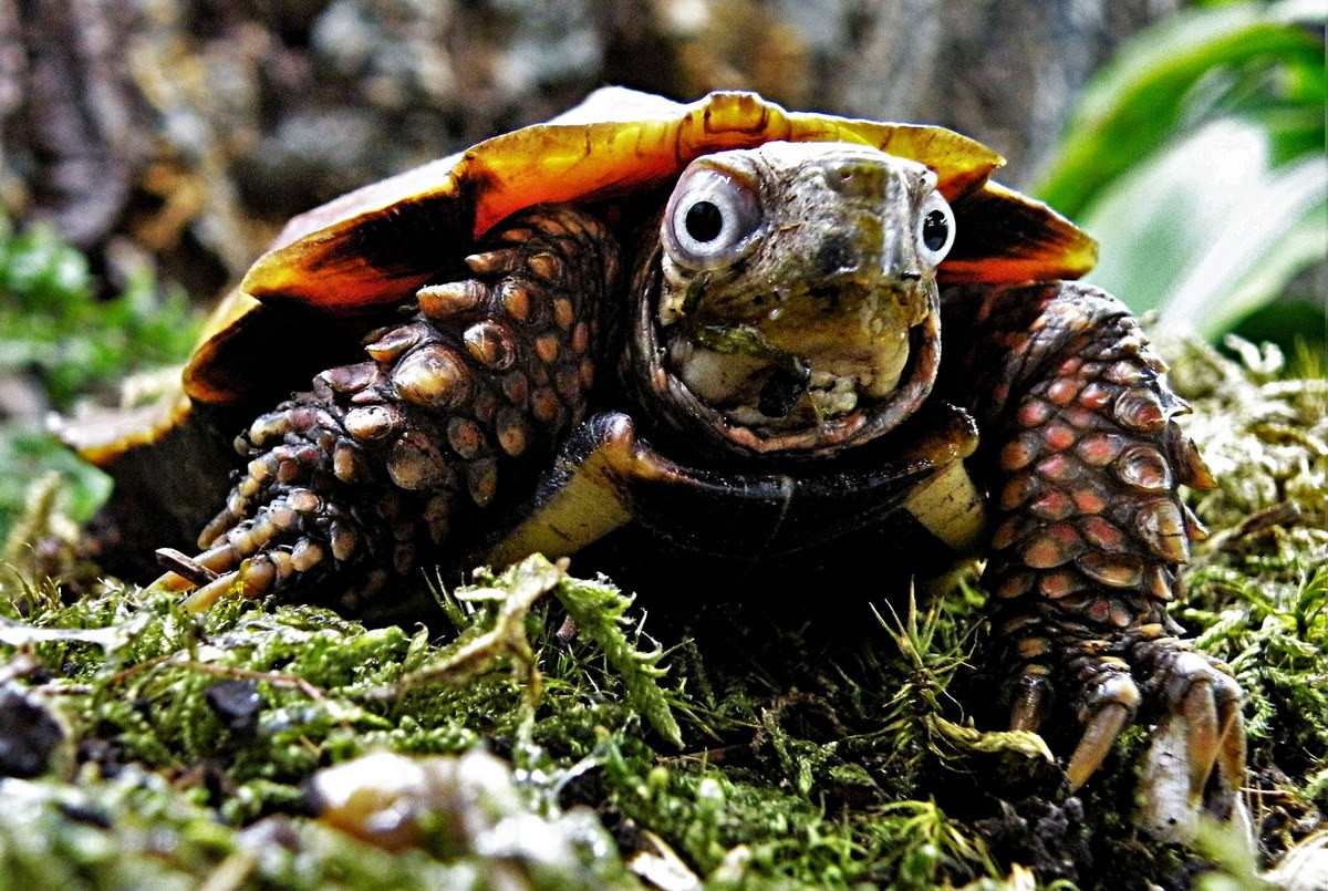 Tại Việt Nam, rùa đất Spengleri được ghi nhận ở các tỉnh Lào Cai, Tuyên Quang, Vĩnh Phúc (VQG Tam Đảo), Bắc Giang, Sơn La, Thanh Hoá, Nghệ An, Đà Nẵng, Quảng Nam. Ngoài ra chúng cũng có ở Lào và Nam Trung Quốc. Ảnh: Kaleidoskop der naturnahen Vivaristik.