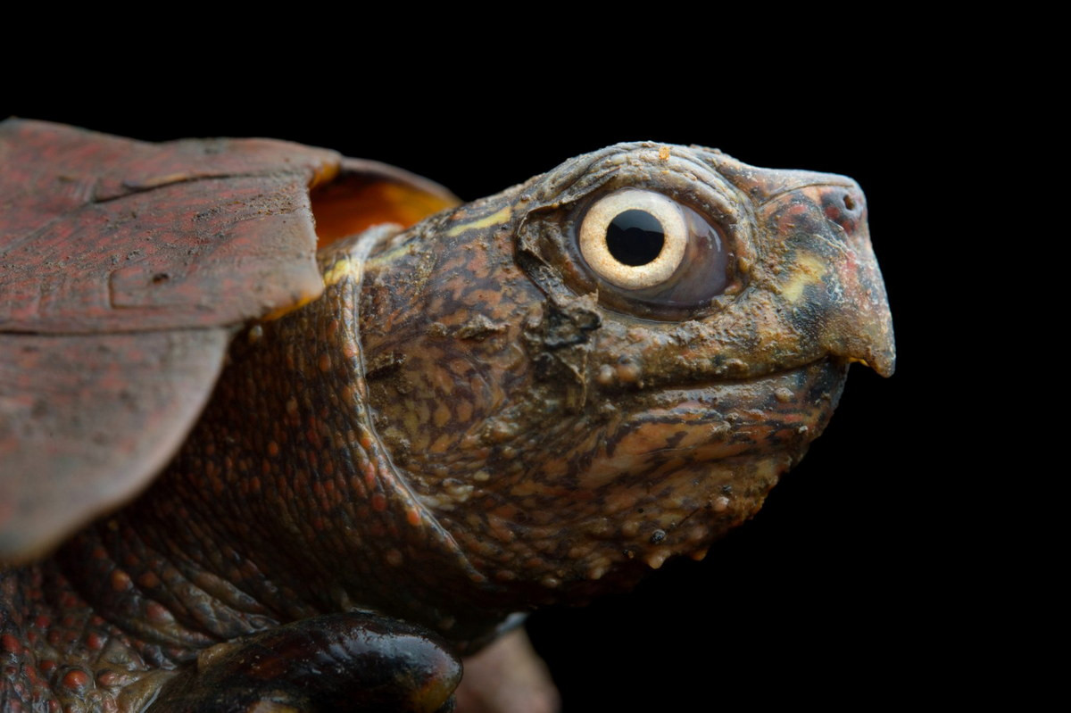 Cổ rùa dài và linh hoạt. Hàm trên cong dạng mỏ, mắt lồi, con ngươi tròn màu đen. Rùa đực có đuôi to và dài hơn rùa cái. Ảnh: Joel Sartore.