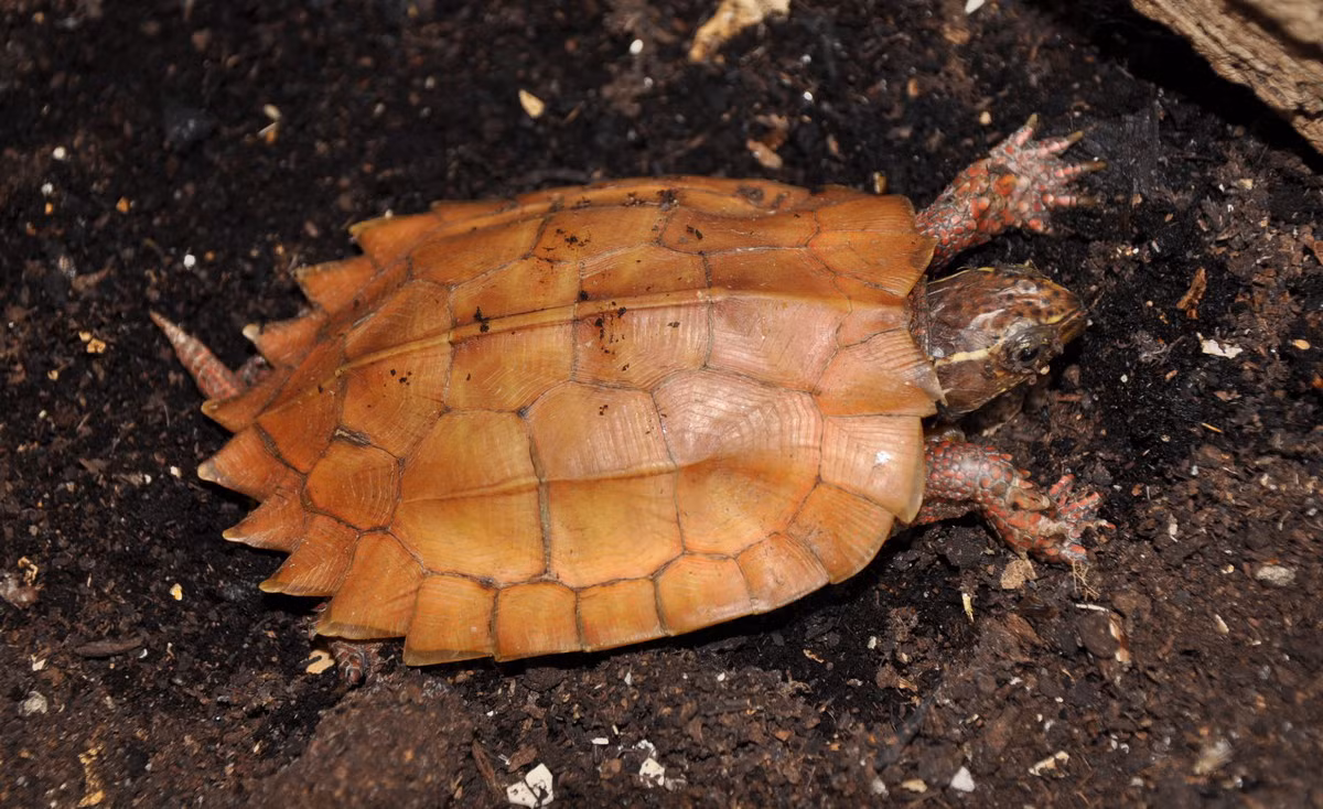 Loài rùa này được nhận dạng qua chiếc mai dài, phẳng, hẹp với ba gờ nổi viền mai phía sau. Viền sau mai có răng cưa. Ảnh: BioLib.