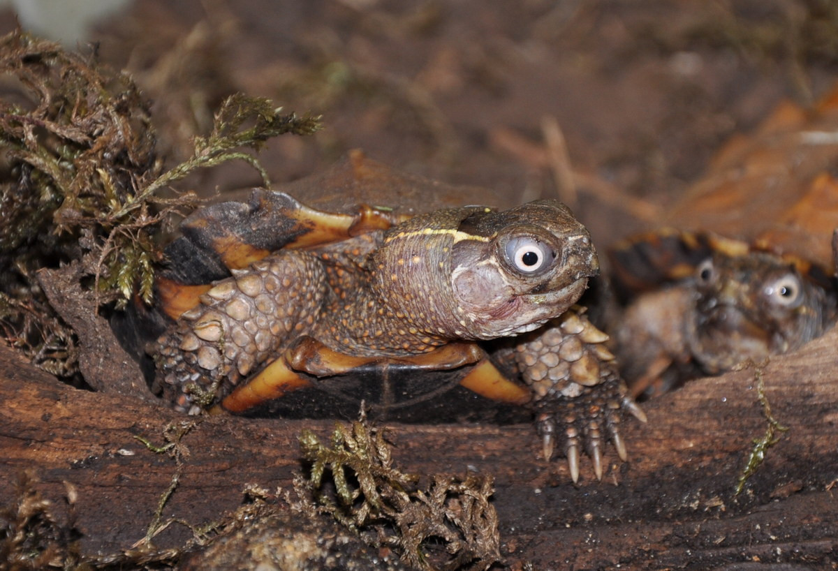 Trong Sách Đỏ IUCN, rùa đất Spengleri nằm trong danh sách những loài động vật đang ở trong tình trạng Nguy cấp. Ảnh: BioLib.