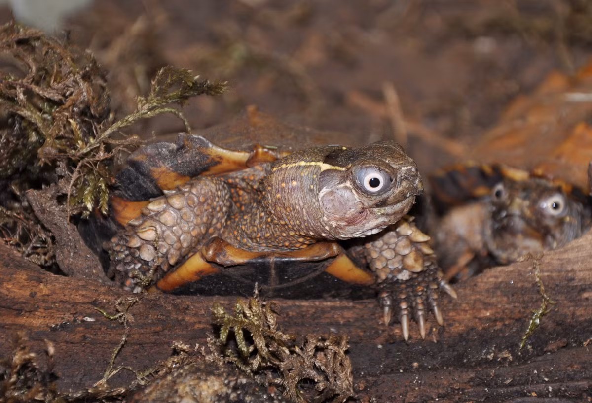 Trong Sách Đỏ IUCN, rùa đất Spengleri nằm trong danh sách những loài động vật đang ở trong tình trạng Nguy cấp. Ảnh: BioLib.