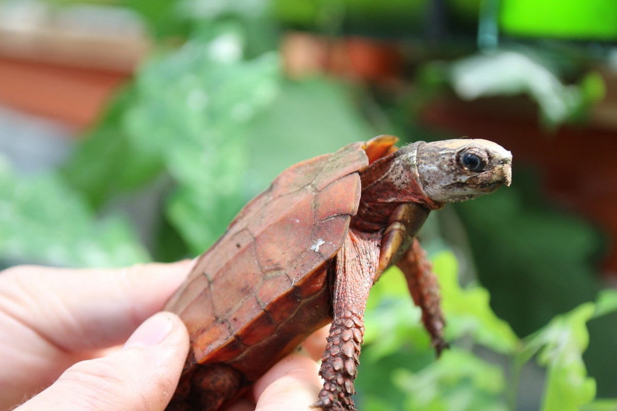 Hiện nay, hoạt động săn bắt, buôn bán rùa đất Spengleri bị pháp luật nghiêm cấm. Các chuyên gia khuyến cáo, cần tổ chức nhân nuôi rùa ở các khu bảo tồn nhằm nhân giống để thả vào môi trường tự nhiên và giữ lại nguồn gene. Ảnh: Testudinata.com.