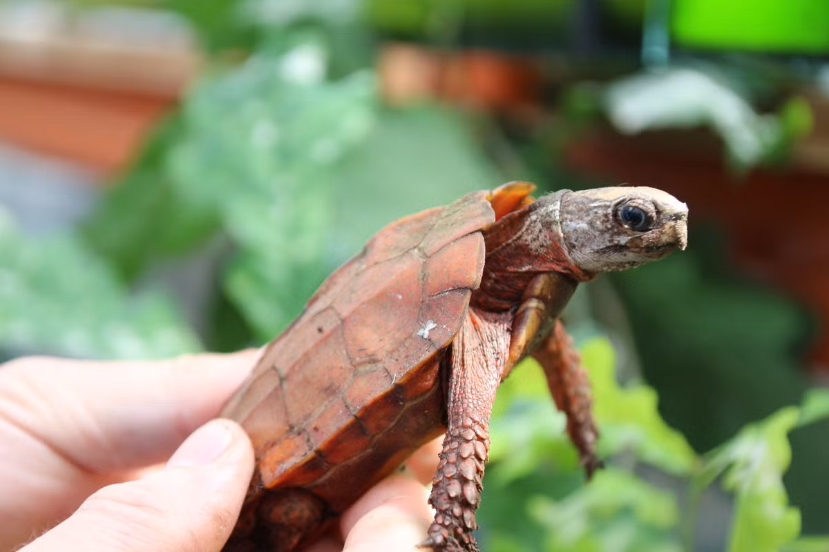 Hiện nay, hoạt động săn bắt, buôn bán rùa đất Spengleri bị pháp luật nghiêm cấm. Các chuyên gia khuyến cáo, cần tổ chức nhân nuôi rùa ở các khu bảo tồn nhằm nhân giống để thả vào môi trường tự nhiên và giữ lại nguồn gene. Ảnh: Testudinata.com.