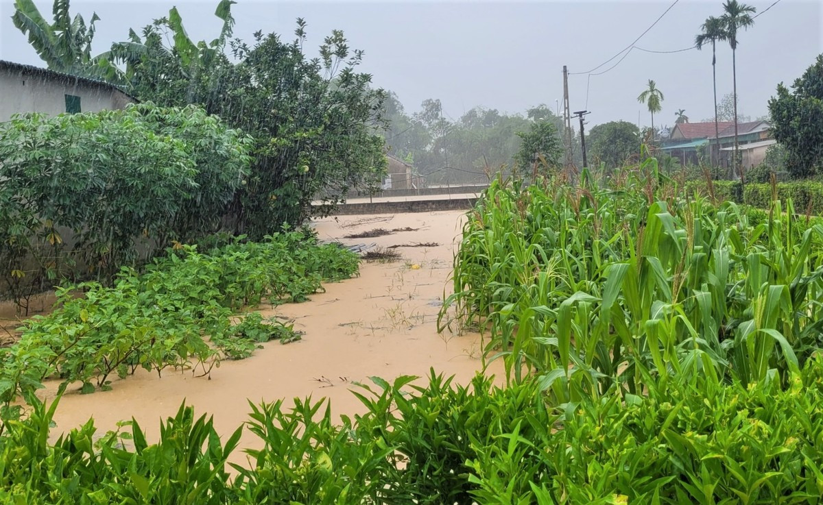 Hoa màu ngập trong nước lũ.