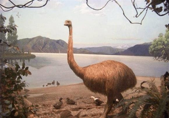 Loai chim lon nhat the gioi khong phai da dieu, cao toi 3 met