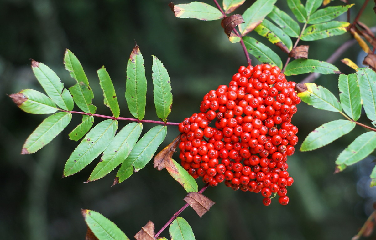 Thanh lương trà Mỹ (Sorbus americana) cao 12 mét, có nguồn gốc từ miền Đông của Bắc Mỹ. Loài cây rừng rụng lá này có quả mọng màu cam tồn tại đến mùa đông, cung cấp thức ăn cho chim hét và chim giẻ cùi.
