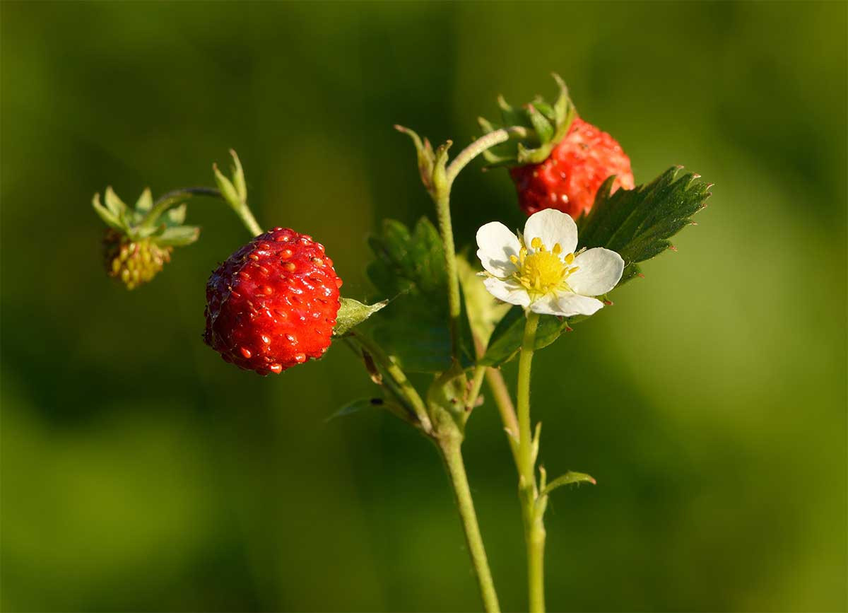 Dâu tây (Fragaria vesca) cao 30 cm, sinh trưởng trong các cánh rừng châu Âu và Bắc Mỹ. Chúng có quả đỏ mọng ăn được. Cây dại có quả nhỏ hơn nhiều so với các giống đã được thương mại hóa.
