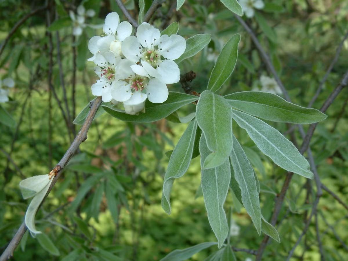 Lê lá liễu (Pyrus salicifolia) cao 12 mét, có nguồn gốc từ vùng Trung Đông. Chúng được trồng nhiều trên đường phố vì có những tán lá màu xanh bạc rủ xuống. Loài cây này chỉ còn rất ít trong tự nhiên.