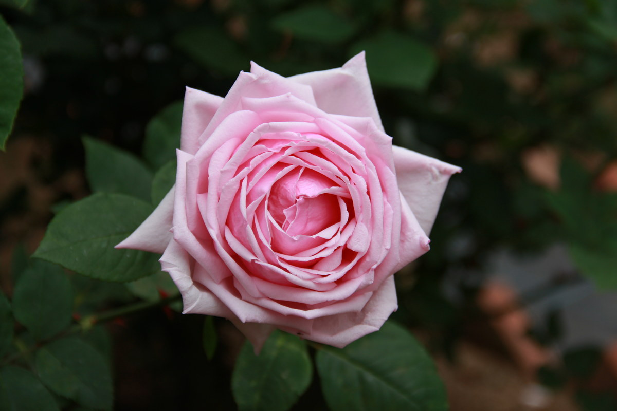  Hoa hồng Pháp (Rosa gallica) cao 80 cm, phân bố ở châu Âu. Loài cây này đã được phát triển thành nhiều giống khác nhau để trồng trong các khu vườn. Hoa của chúng cũng được dùng để chiết xuất tinh dầu.