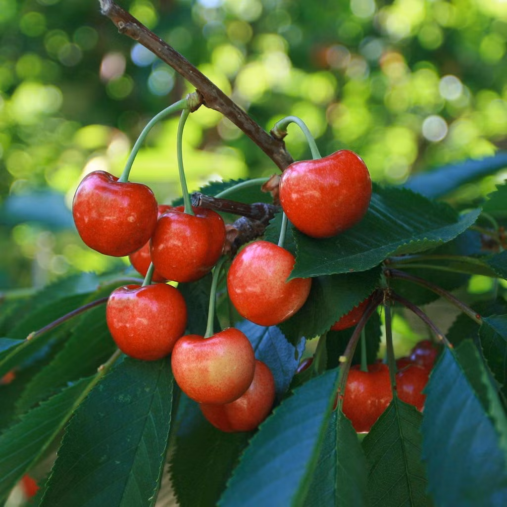 Anh đào dại (Prunus avium) cao 25 mét, phân bố ở châu Âu, châu Á và Bắc Phi. Loài cây này là tổ tiên hoang dã của những cây anh đào được trồng trong vườn và trên đường phố.
