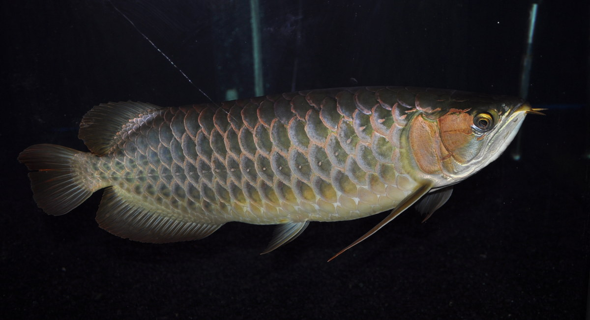 Theo các tài liệu khoa học, cá rồng châu Á có kích thước khá lớn, chiều dài cá trưởng thành đạt đến 90 cm và trọng lượng đến trên 7 kg. Chúng có thân thon, dài, dẹp hai bên, vảy to. Ảnh: BioLib.