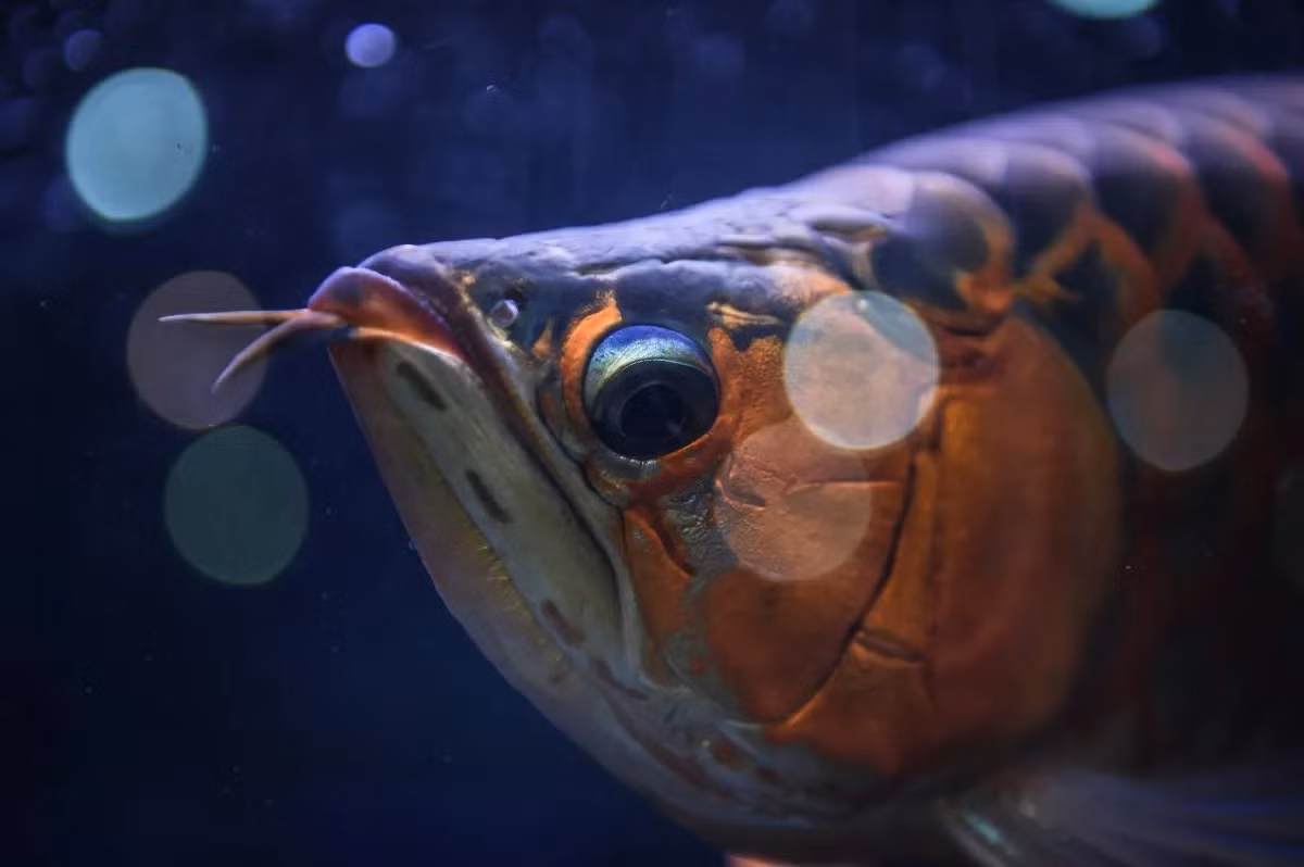 Trên thế giới, cá rồng châu Á được ghi nhận ở Thái Lan, Campuchia, Malaysia và Indonesia. Chúng được xếp vào diện loài Nguy cấp trong sách đỏ IUCN. Ảnh: The New Daily.