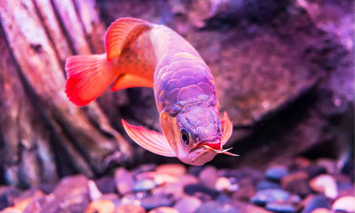 Trước khi trở thành cá cảnh, loài cá này đã được người Việt biết đến với tên gọi cá mơn. Ngày nay, chúng được ghi nhận ở sông Đồng Nai, địa phận tỉnh Đồng Nai. Ảnh: AZ Animals.