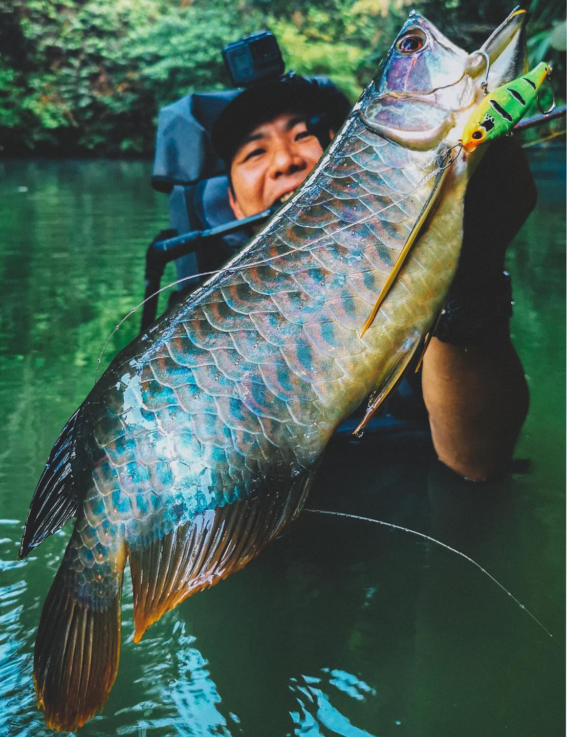 Mọi hoạt động săn bắt và mua bán cá rồng châu Á hoang dã ở Việt Nam bị nghiêm cấm vì đây là loài nằm trong Sách Đỏ Việt Nam và danh sách các loài cần được bảo vệ của ngành Thủy sản. Ảnh: Bonefishingworld.