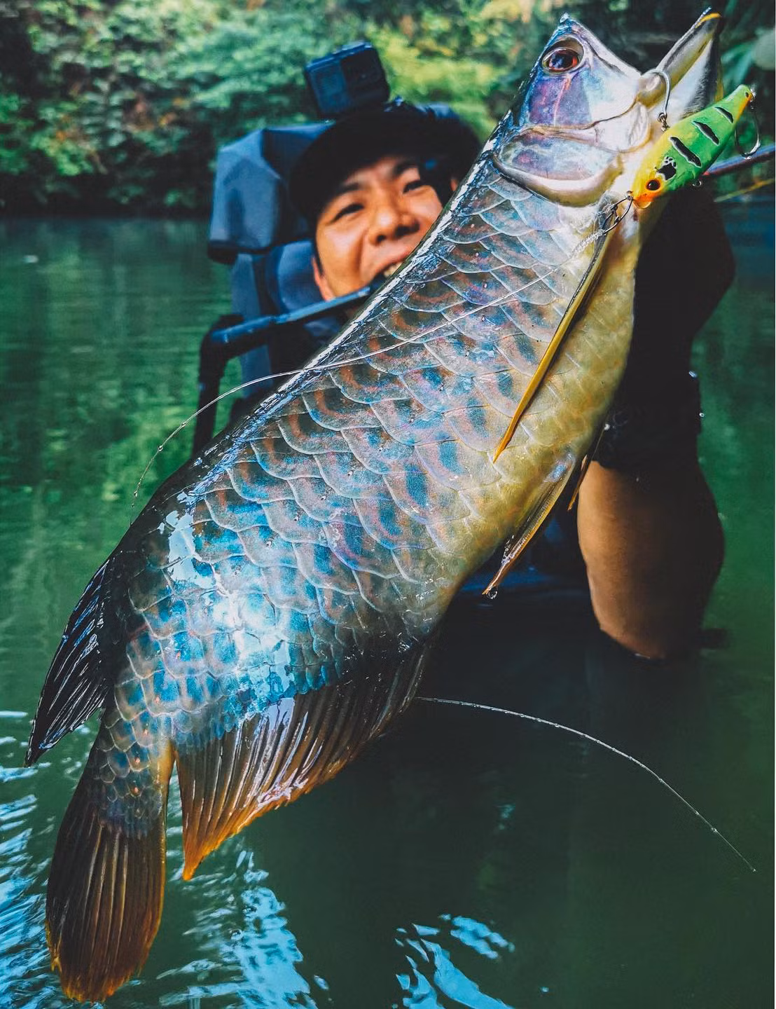 Mọi hoạt động săn bắt và mua bán cá rồng châu Á hoang dã ở Việt Nam bị nghiêm cấm vì đây là loài nằm trong Sách Đỏ Việt Nam và danh sách các loài cần được bảo vệ của ngành Thủy sản. Ảnh: Bonefishingworld.