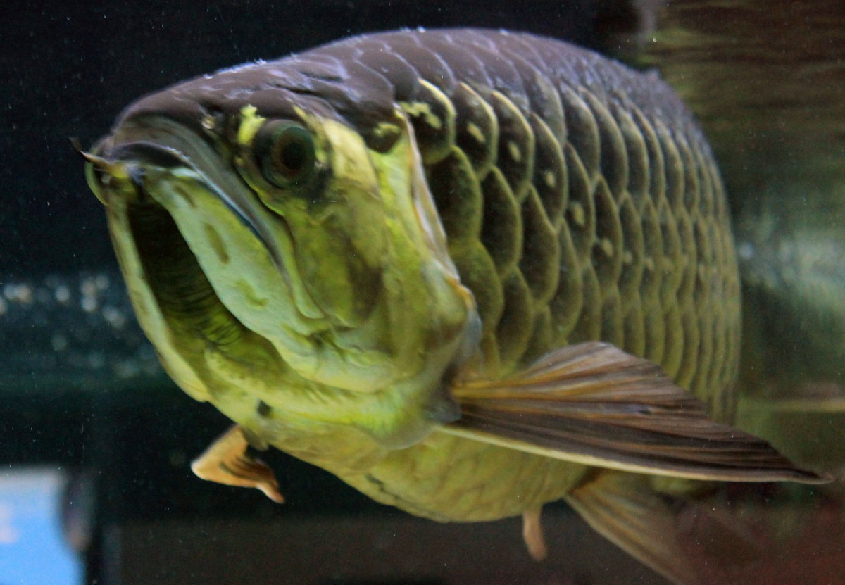 Cá con ăn các loài côn trùng sống trên mặt nước, cá trưởng thành ăn các loài cá nhỏ hơn. Trứng cá lớn, số lượng ít. Cá trưởng thành ấp trứng phôi trong miệng. Ảnh: Wikimedia Commons.