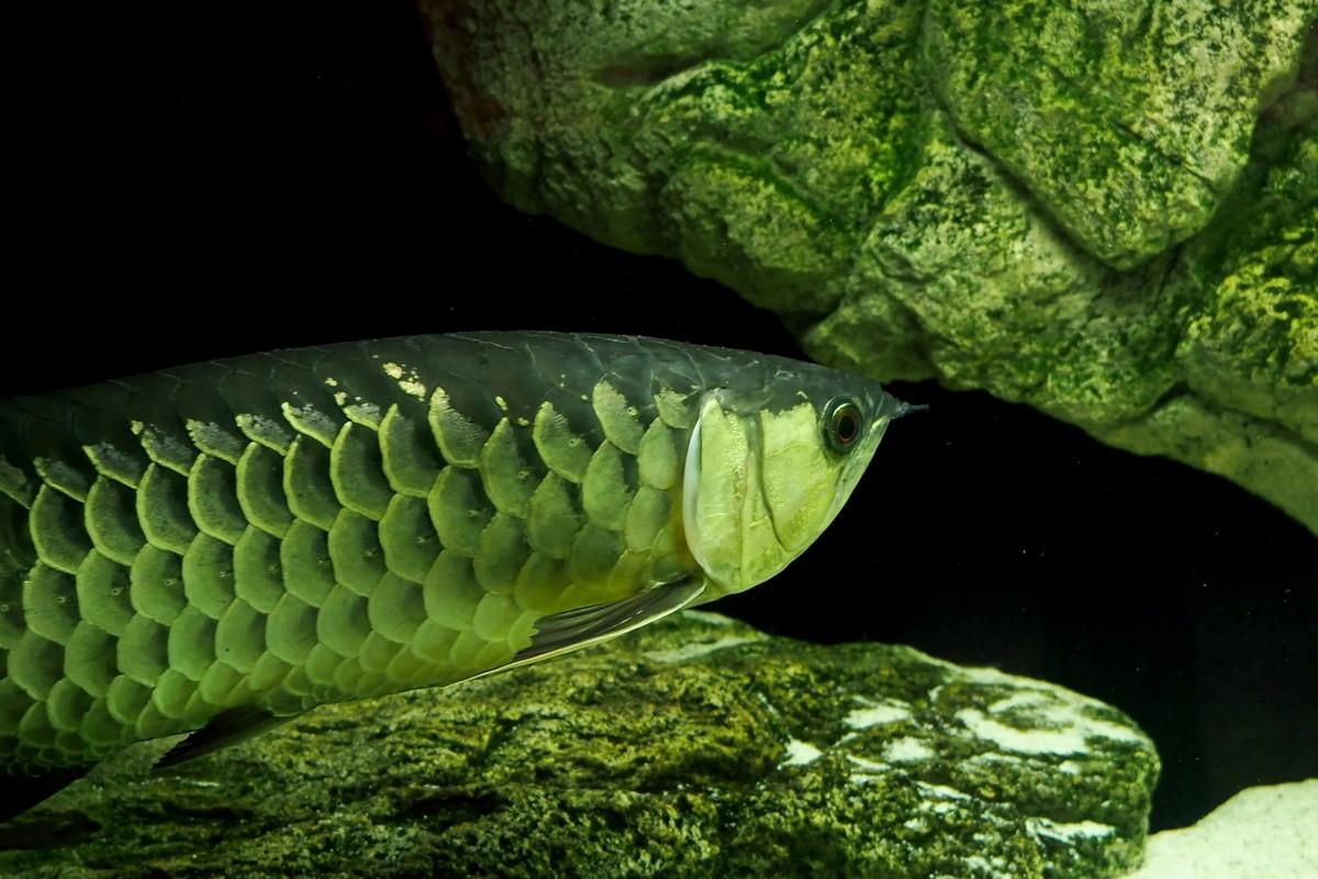 Tại Việt Nam, cá rồng châu Á có số lượng rất ít, phân bố rất hẹp. Trước năm 1986 (trước lúc hình thành hồ chứa nước của công trình thủy điện Trị An), cá phân bố ở khu vực Cây Gáo, trung lưu sông Đồng Nai (thuộc huyện Vĩnh Cửu, Đồng Nai). Ảnh: Pond5.