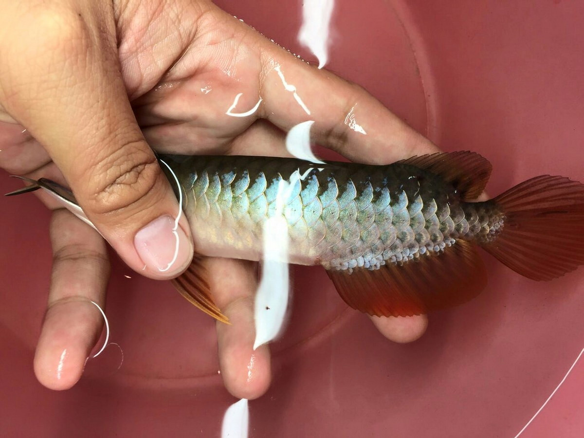 Trên thị trường cá cảnh quốc tế, cá rồng châu Á được nhân nuôi và bán ở nhiều nơi với giá dao động từ 300 USD cho đến 70.000 USD tùy theo kích cỡ, màu sắc và hình thể. Những con cá đắt đỏ này không có nhiều giá trị về mặt bảo tồn. Ảnh: Saigon Fish.