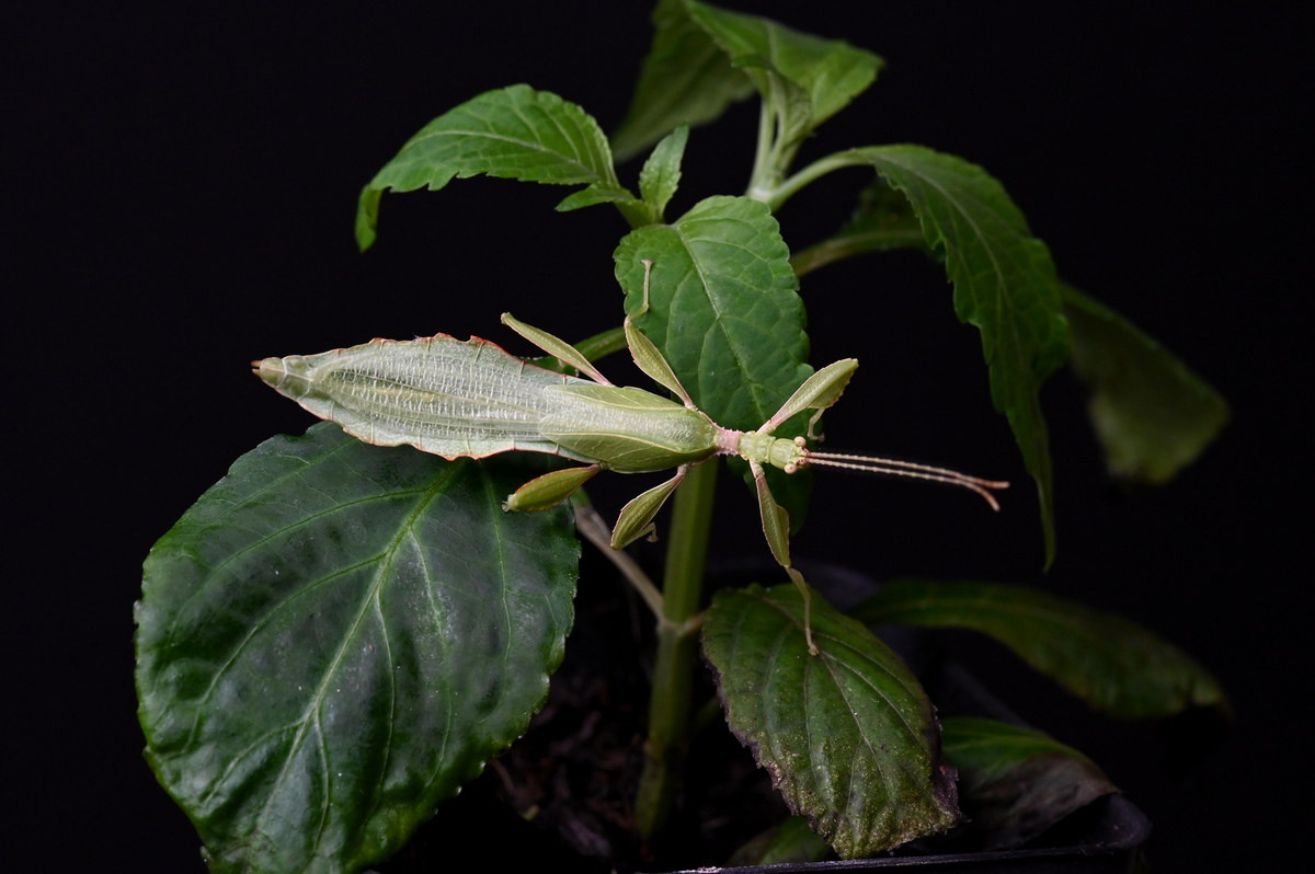 Loài côn trùng hình cái lá này đã được đưa vào Sách Đỏ Việt Nam năm 1992, 2000, thuộc danh mục các loài động vật Sắp nguy cấp. Các chuyên gia khuyến cáo cần bảo vệ rừng tự nhiên nơi bọ lá cư trú và nếu có thể nên nhân nuôi loài này để bổ sung số lượng. Ảnh: Reddit.