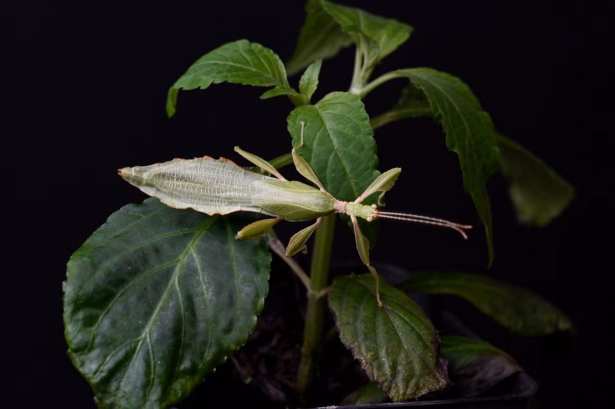 Loài côn trùng hình cái lá này đã được đưa vào Sách Đỏ Việt Nam năm 1992, 2000, thuộc danh mục các loài động vật Sắp nguy cấp. Các chuyên gia khuyến cáo cần bảo vệ rừng tự nhiên nơi bọ lá cư trú và nếu có thể nên nhân nuôi loài này để bổ sung số lượng. Ảnh: Reddit.