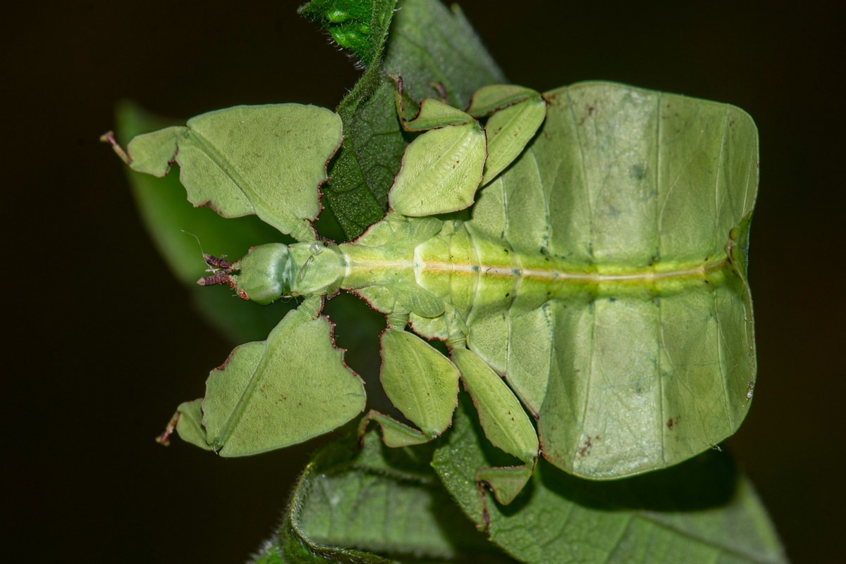 Ở Việt Nam, có một loài bọ lá đã được định danh, là loài Phyllium succiforlium. Chúng phân bố rộng khắp từ Bắc vào Nam, vùng sinh sống của chúng chủ yếu là các khu rừng vườn quốc gia và khu bảo tồn thiên nhiên. Ảnh: iNaturalist.