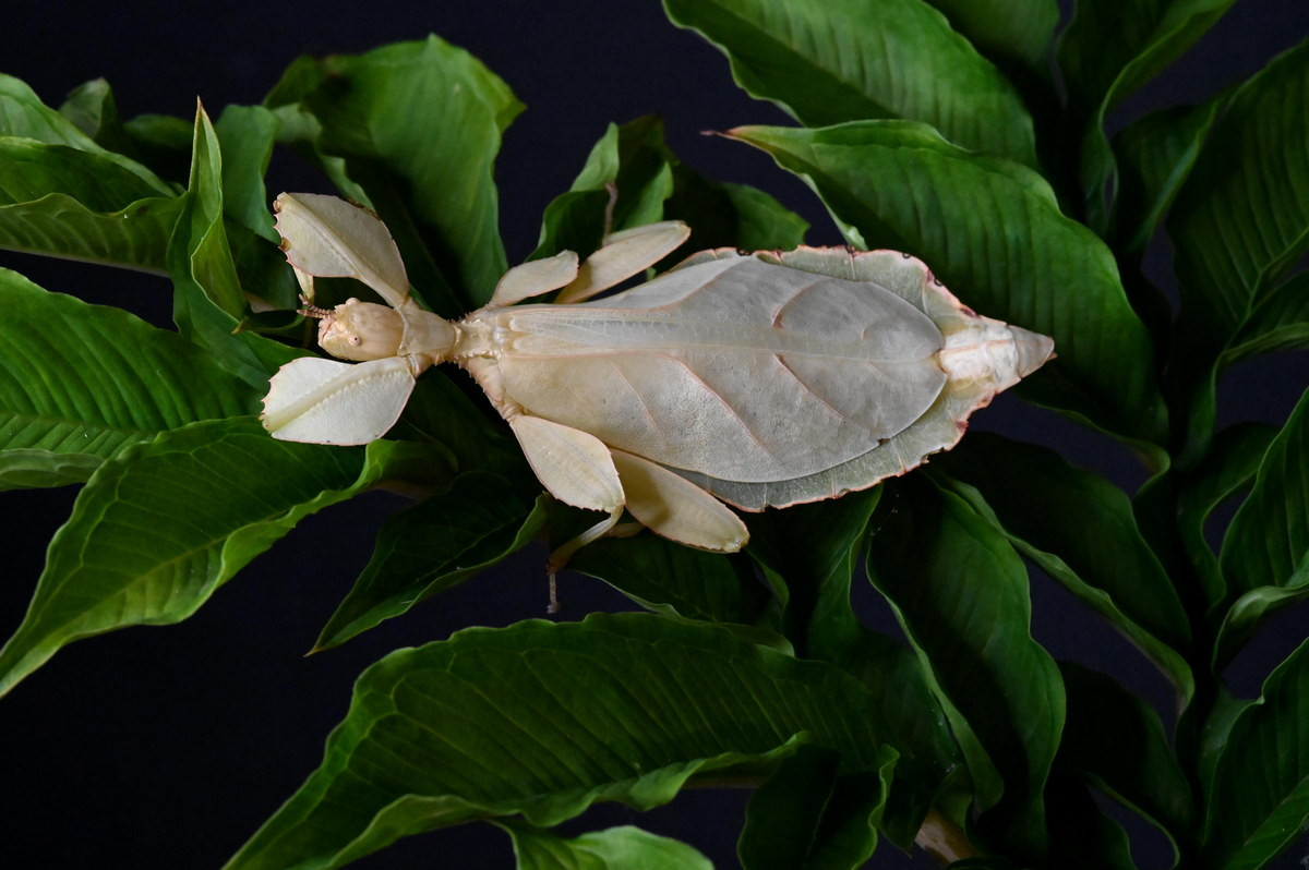 Ở Việt Nam, bọ lá là một loài côn trùng rất hiếm gặp. Chúng đang bị đe dọa bởi tình trạng phá rừng và hoạt động săn bắt để phục vụ nhu cầu sưu tầm côn trùng của nhiều người. Ảnh: Reddit.