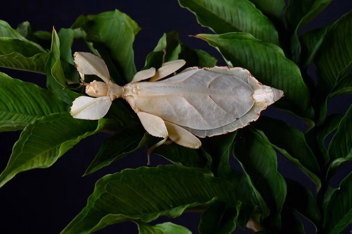 Ở Việt Nam, bọ lá là một loài côn trùng rất hiếm gặp. Chúng đang bị đe dọa bởi tình trạng phá rừng và hoạt động săn bắt để phục vụ nhu cầu sưu tầm côn trùng của nhiều người. Ảnh: Reddit.