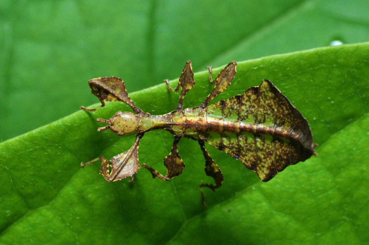 Về mặt sinh thái, bọ lá là loài biến thái không hoàn toàn. Trứng của chúng được đẻ rải rác từng quả và nở ra thiếu trùng có dạng như trưởng thành nhưng cánh chưa phát triển. Ảnh: Encyclopedia of Life.